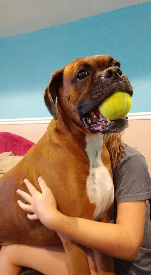 A boxer holding his tennis ball during a Furry Friends check-in visit
