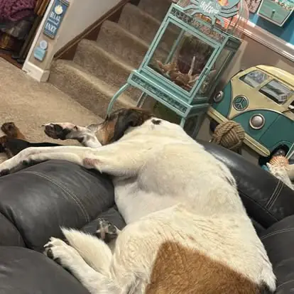 Two dogs asleep together on the sofa during an evening visit