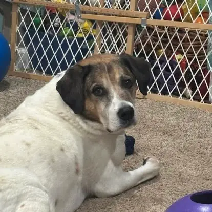 A white and tan hound mix resting on the carpet beside the pet gate