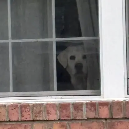 A pale yellow labrador watching from the front window of an Alexandria home