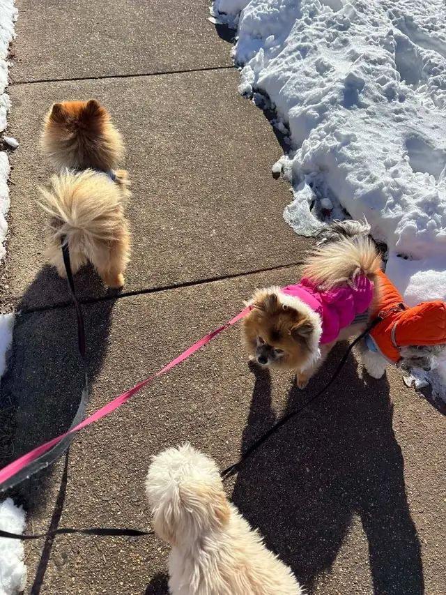 Four dogs on leashes during a morning group walk in Northern Virginia